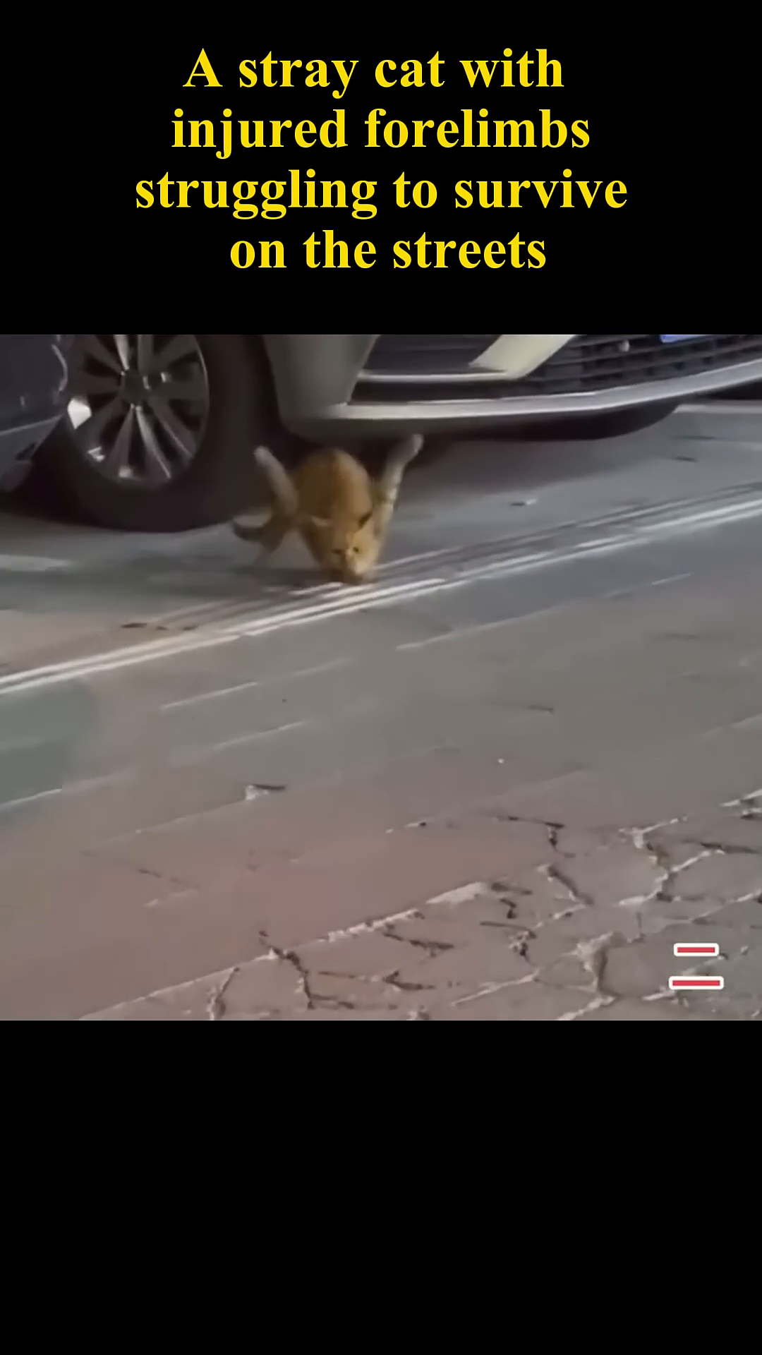 A ginger cat with visibly injured forelimbs struggles to walk on a cracked pavement.