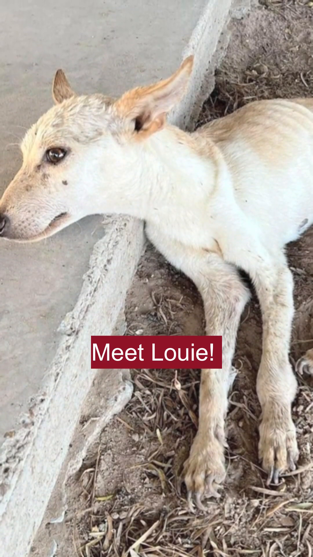 A pale, thin dog lying on the ground, with the text 'Meet Louie!' overlaid.