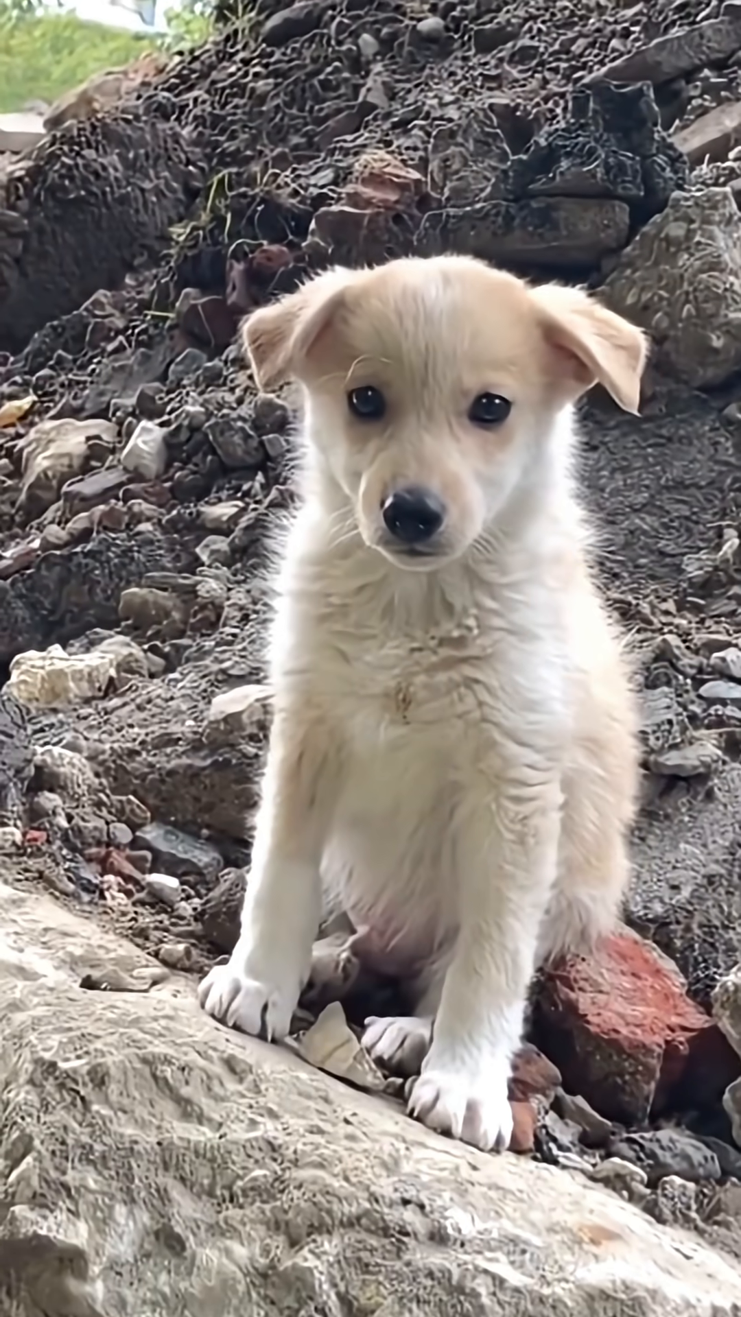 A small, light-colored puppy sits amidst rubble, looking directly at the camera with wide, innocent eyes.