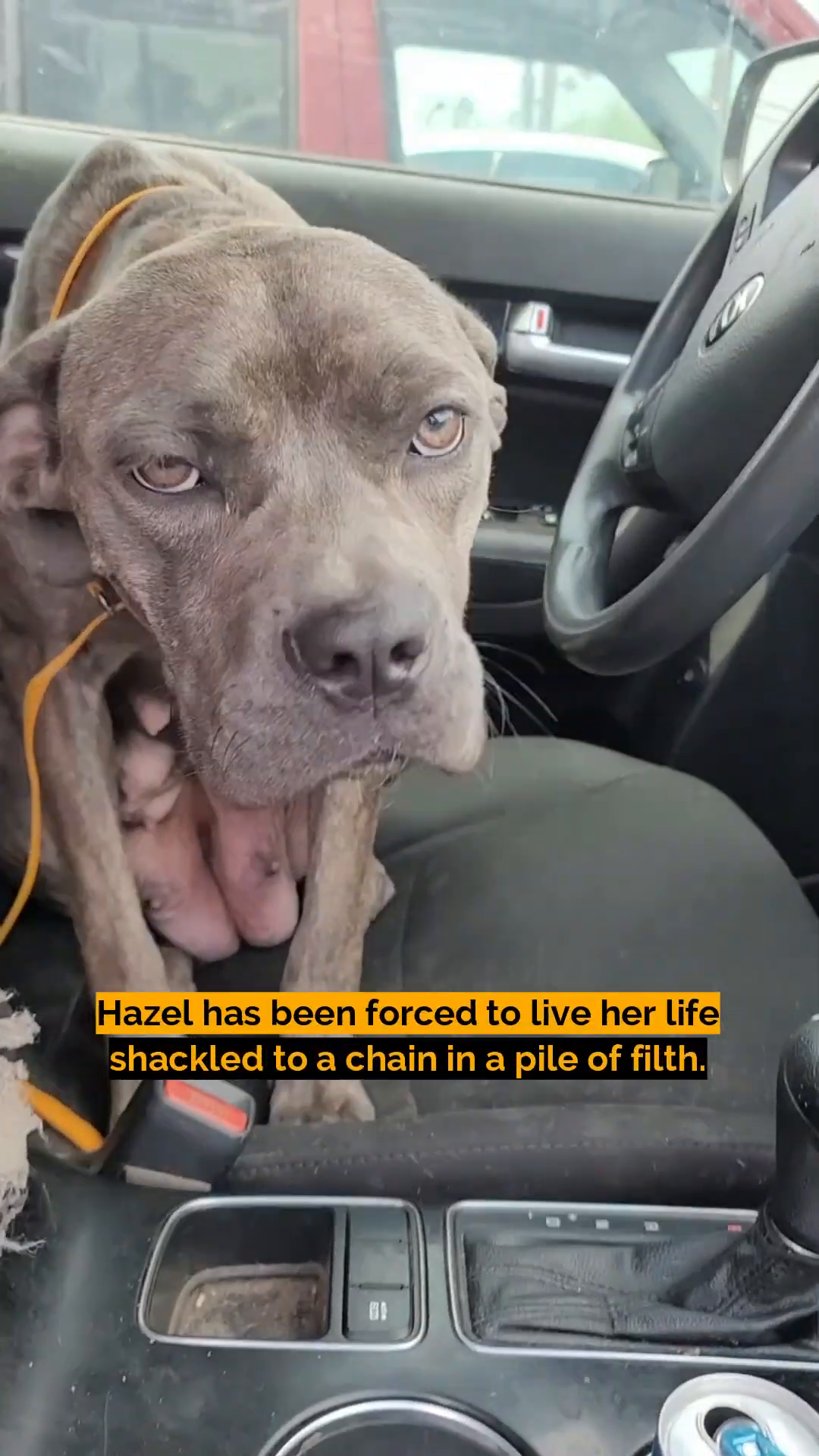 A thin, grey dog with a yellow collar sits in a car, looking dejected.
