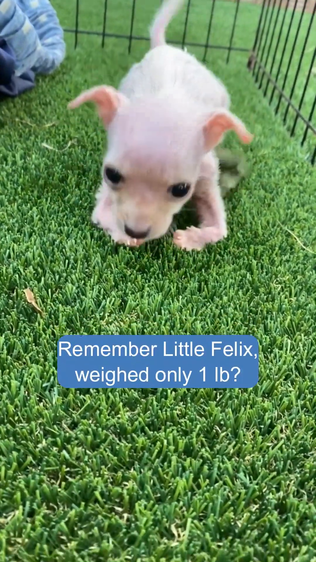 A very small, pinkish puppy with large ears stands on artificial grass, looking fragile.