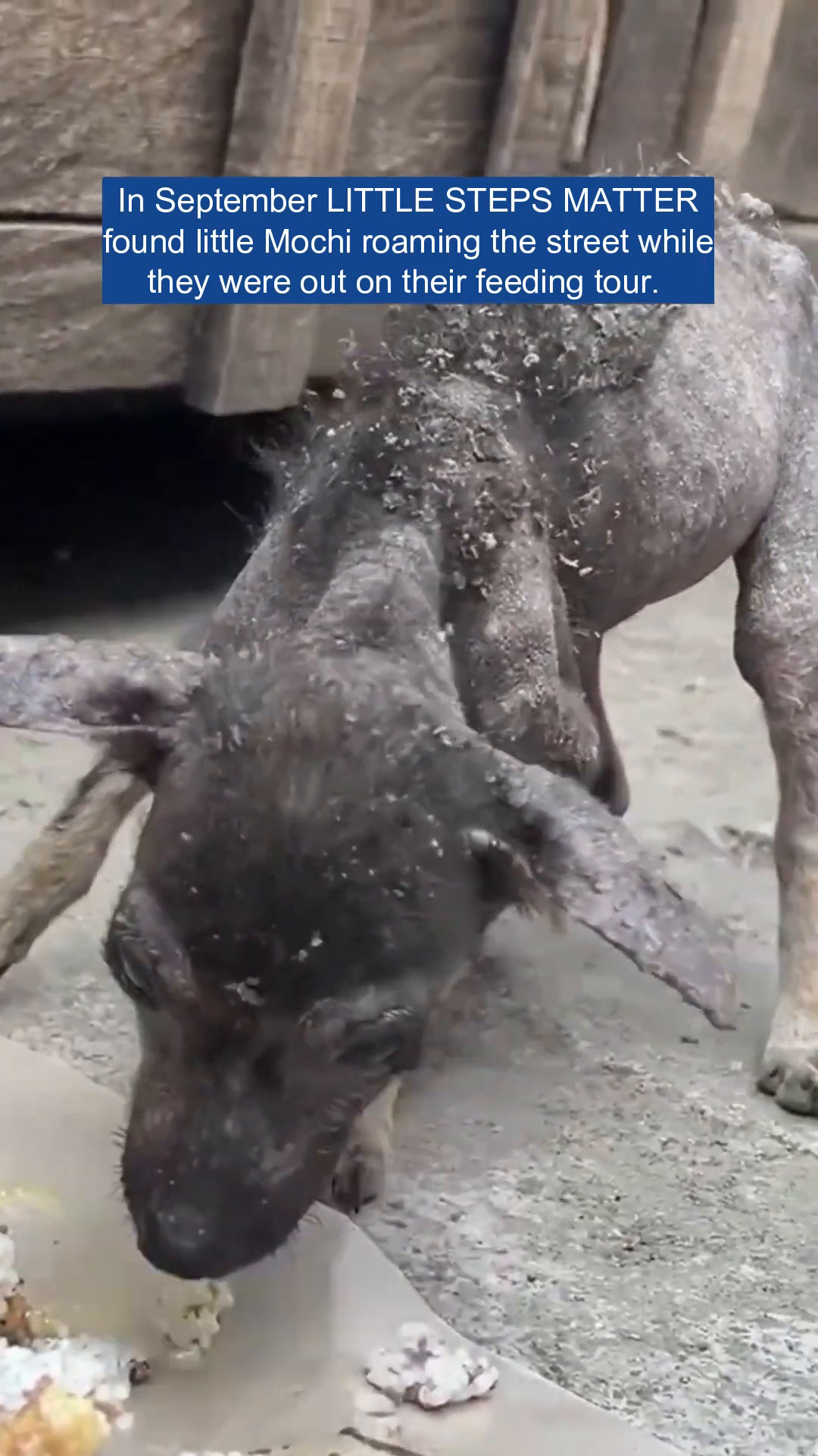 A very thin and hairless puppy with skin lesions eating from a paper plate on the ground.