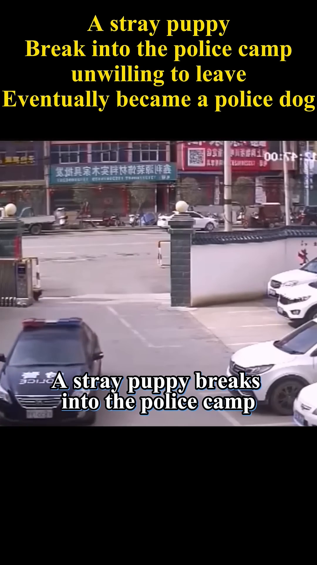 A small, dark-colored stray puppy is seen entering the police camp through an open gate.