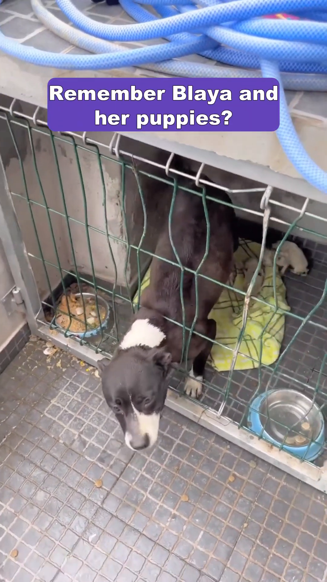 A black and white dog, Blaya, peeks out from a cage.