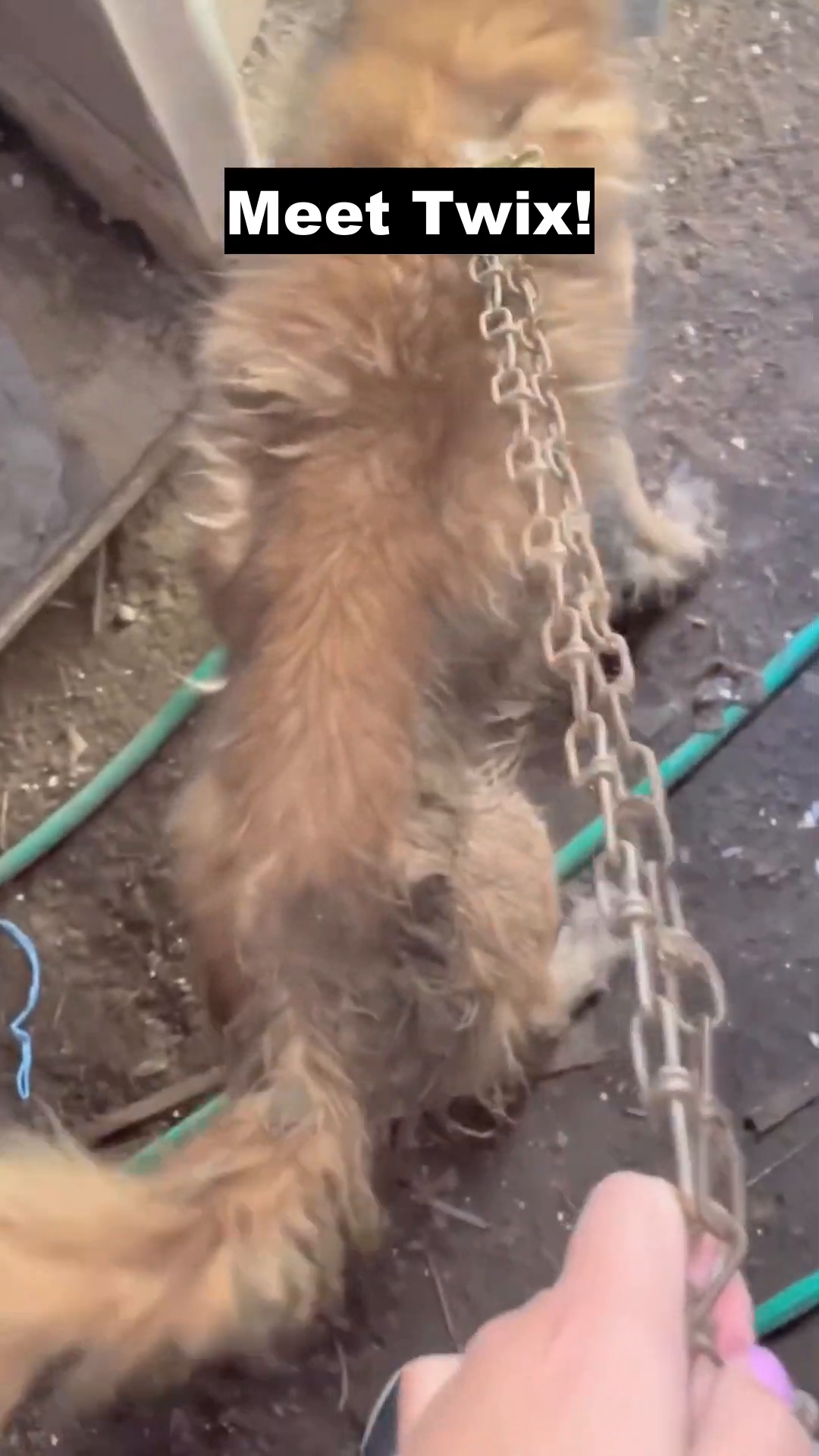 A scruffy, light brown dog with a chain around its neck, looking distressed.