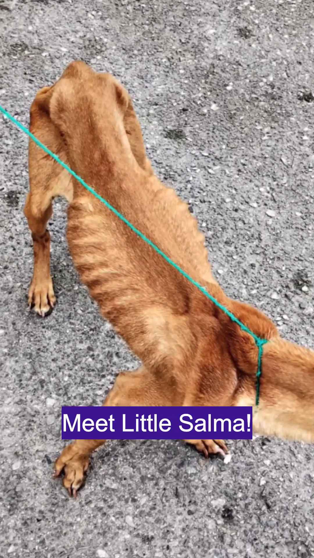 A severely emaciated brown dog, Little Salma, stands on a leash, her ribs and spine clearly visible.
