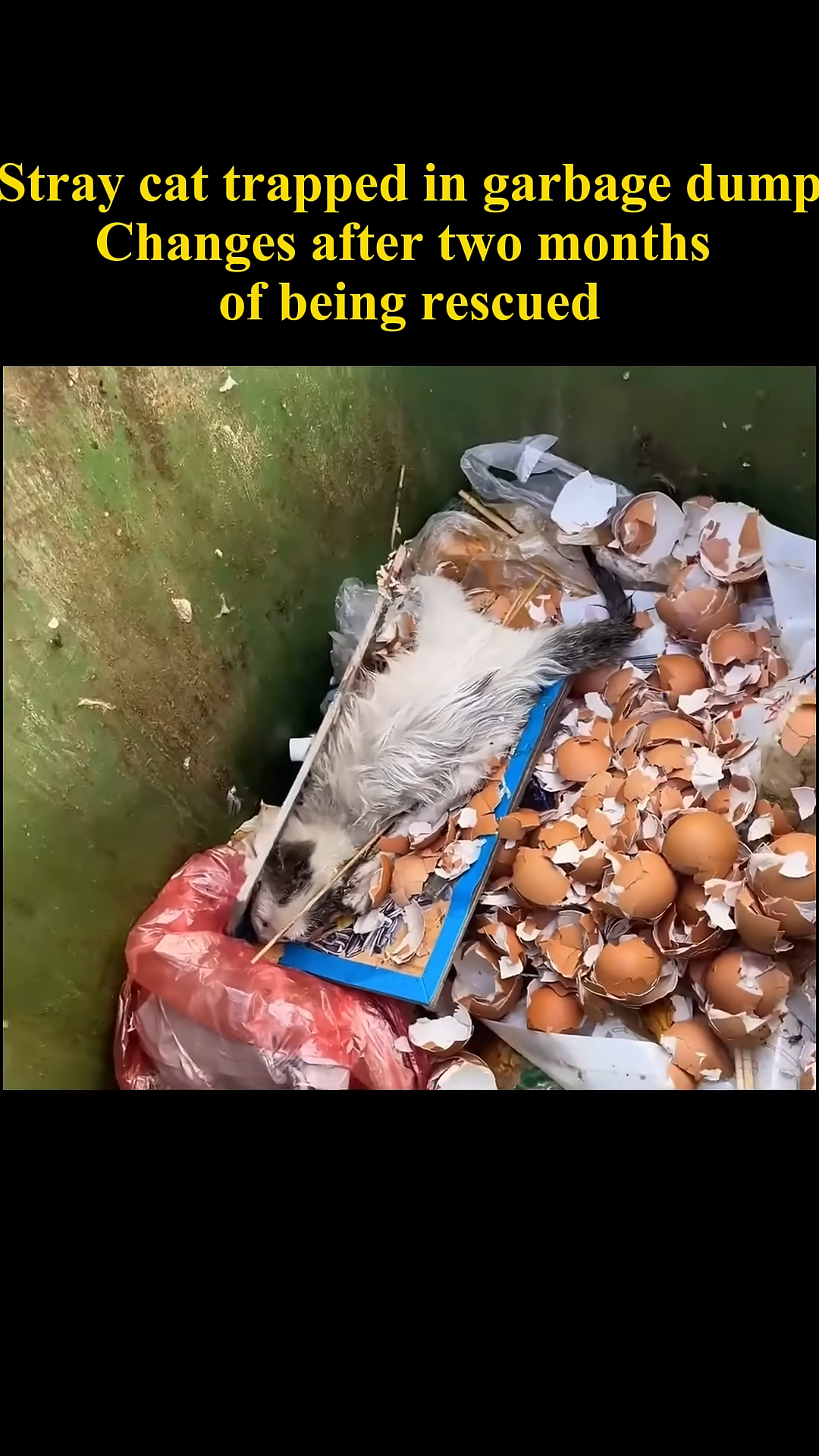 A hand gently reaches towards a matted stray cat in a garbage dump.