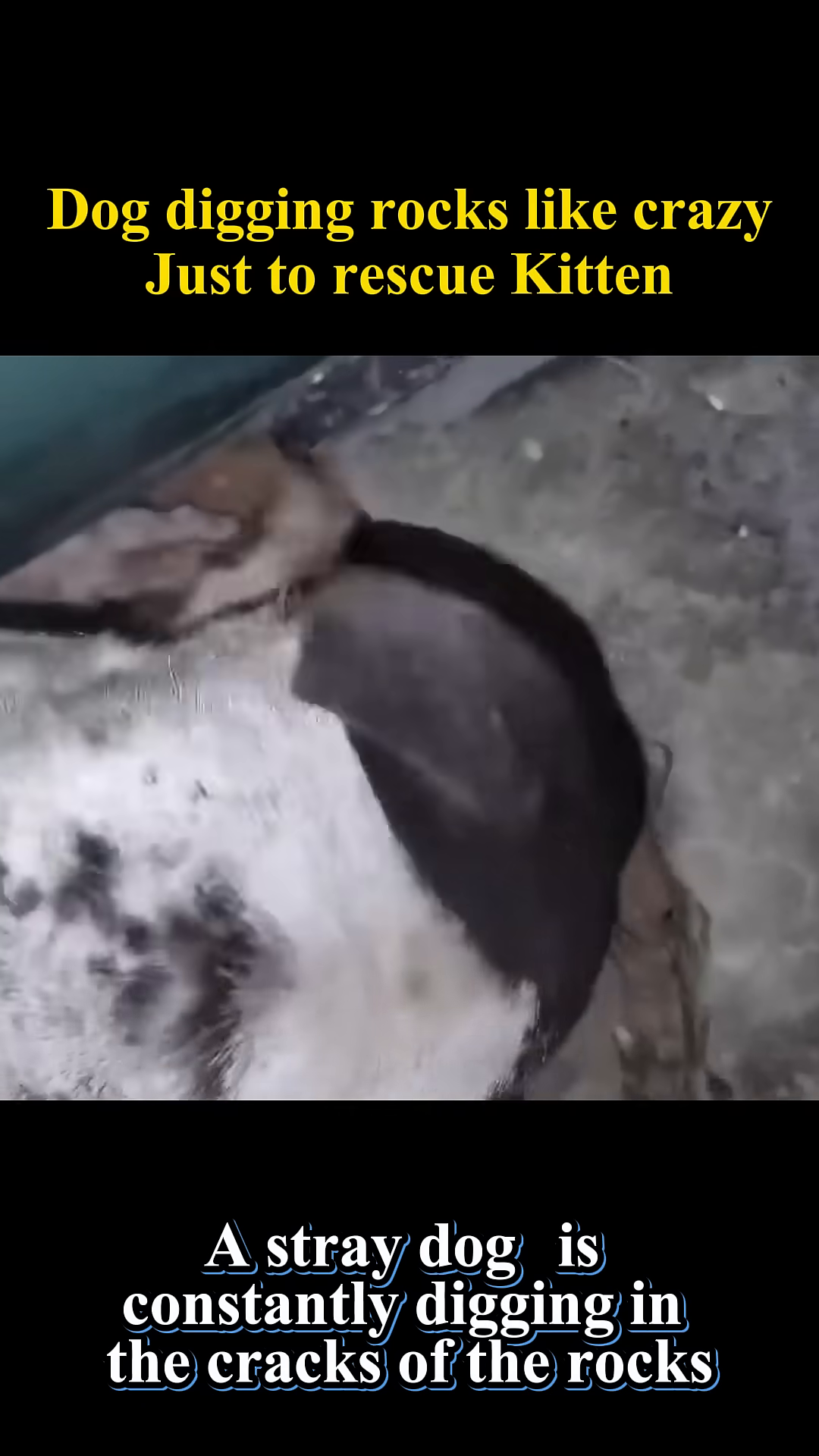 A dog digging intensely in the dirt and rocks.