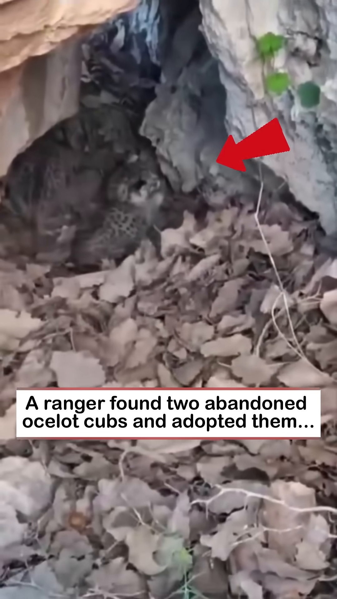 Two tiny, spotted ocelot cubs are discovered huddled together in a rocky den.