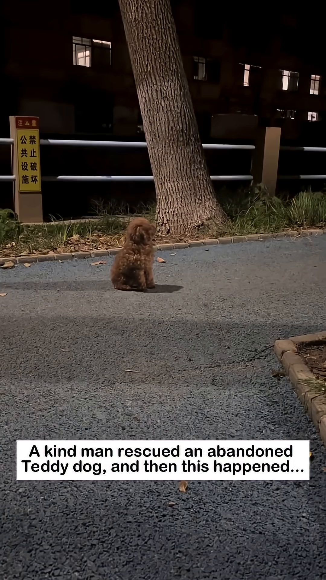 A small, brown teddy dog sits alone on the ground at night.