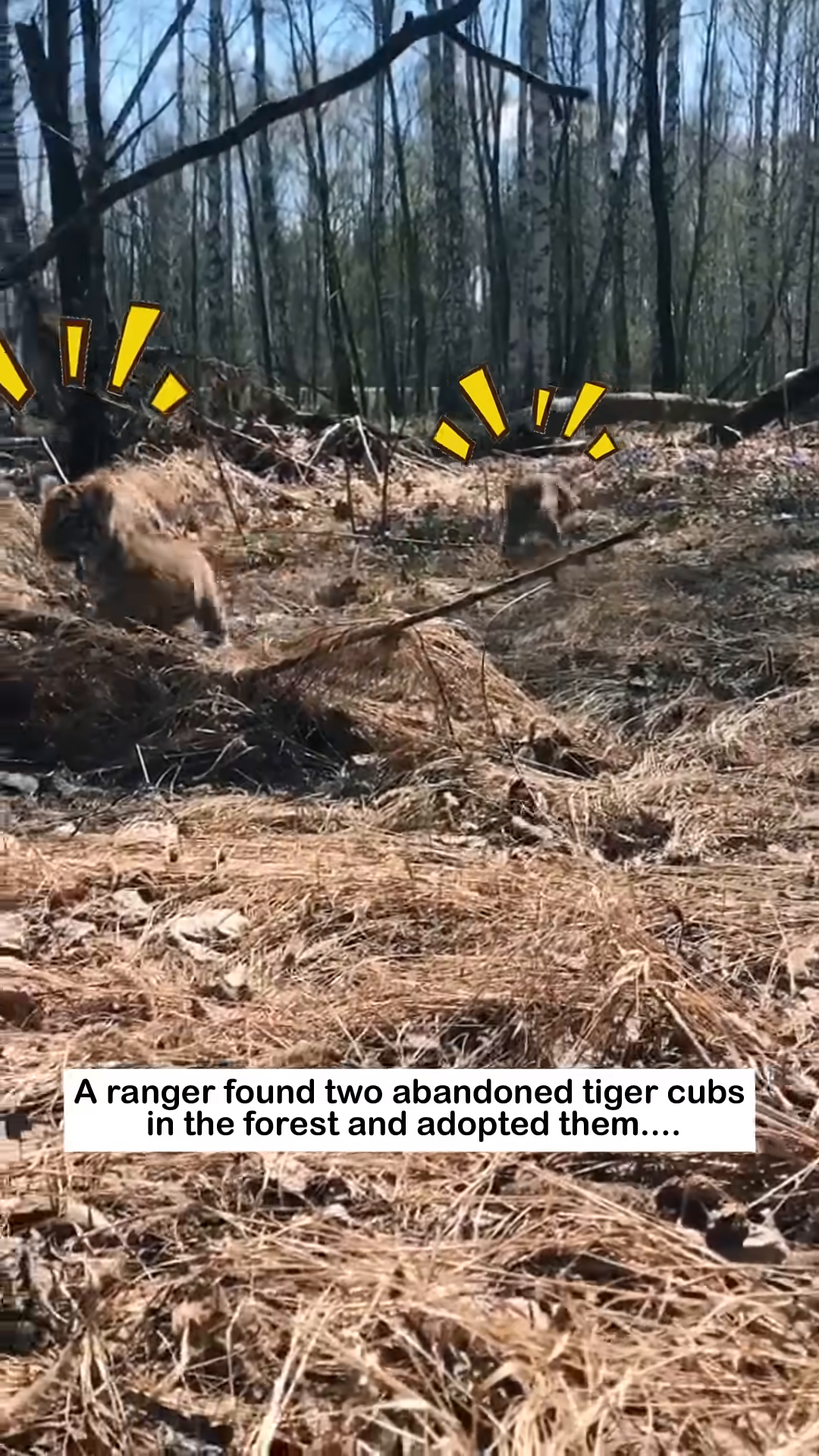 Two small tiger cubs huddled together in the dry grass of a forest.