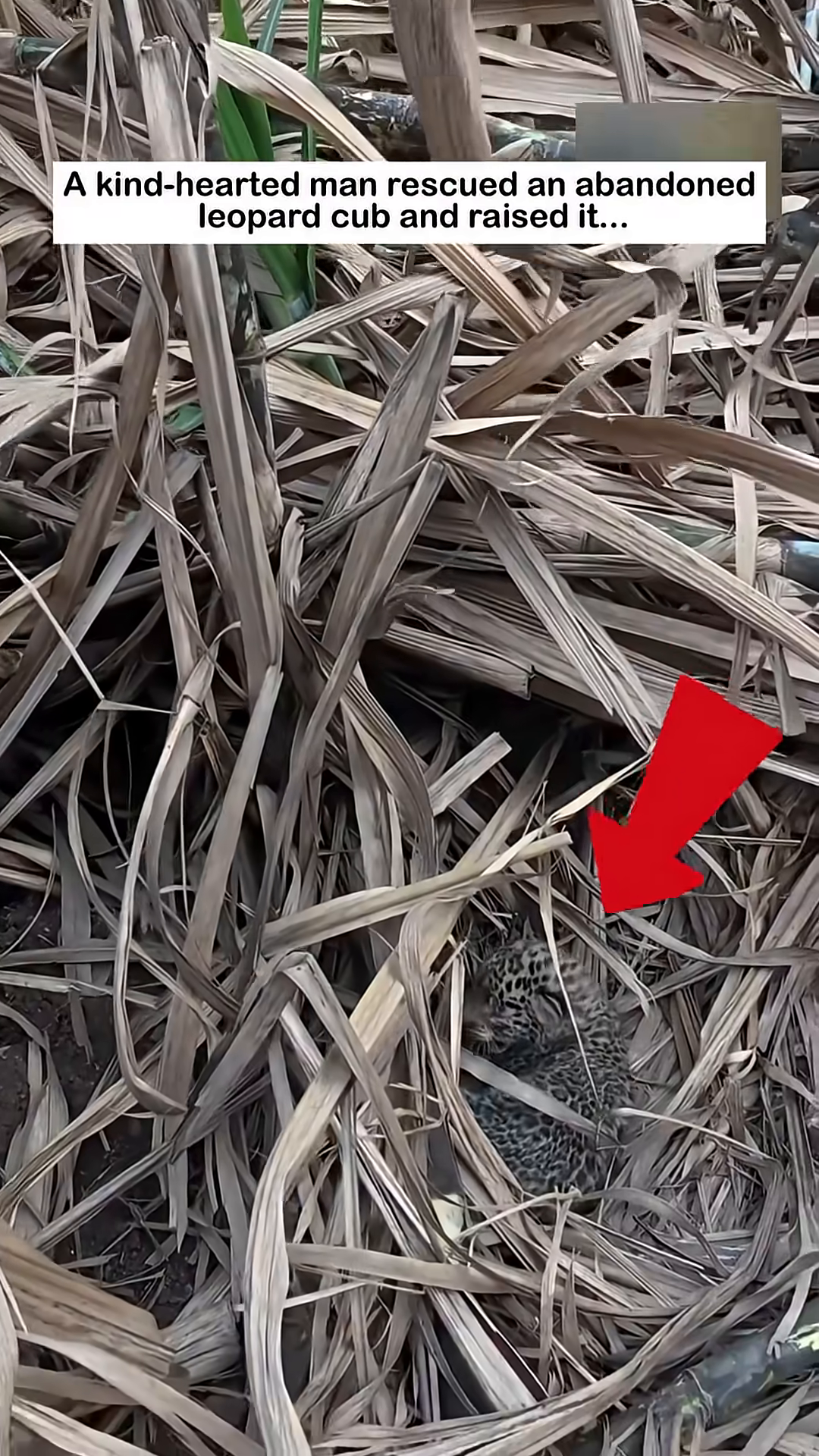 A tiny leopard cub is discovered nestled in dry leaves, appearing vulnerable and alone.