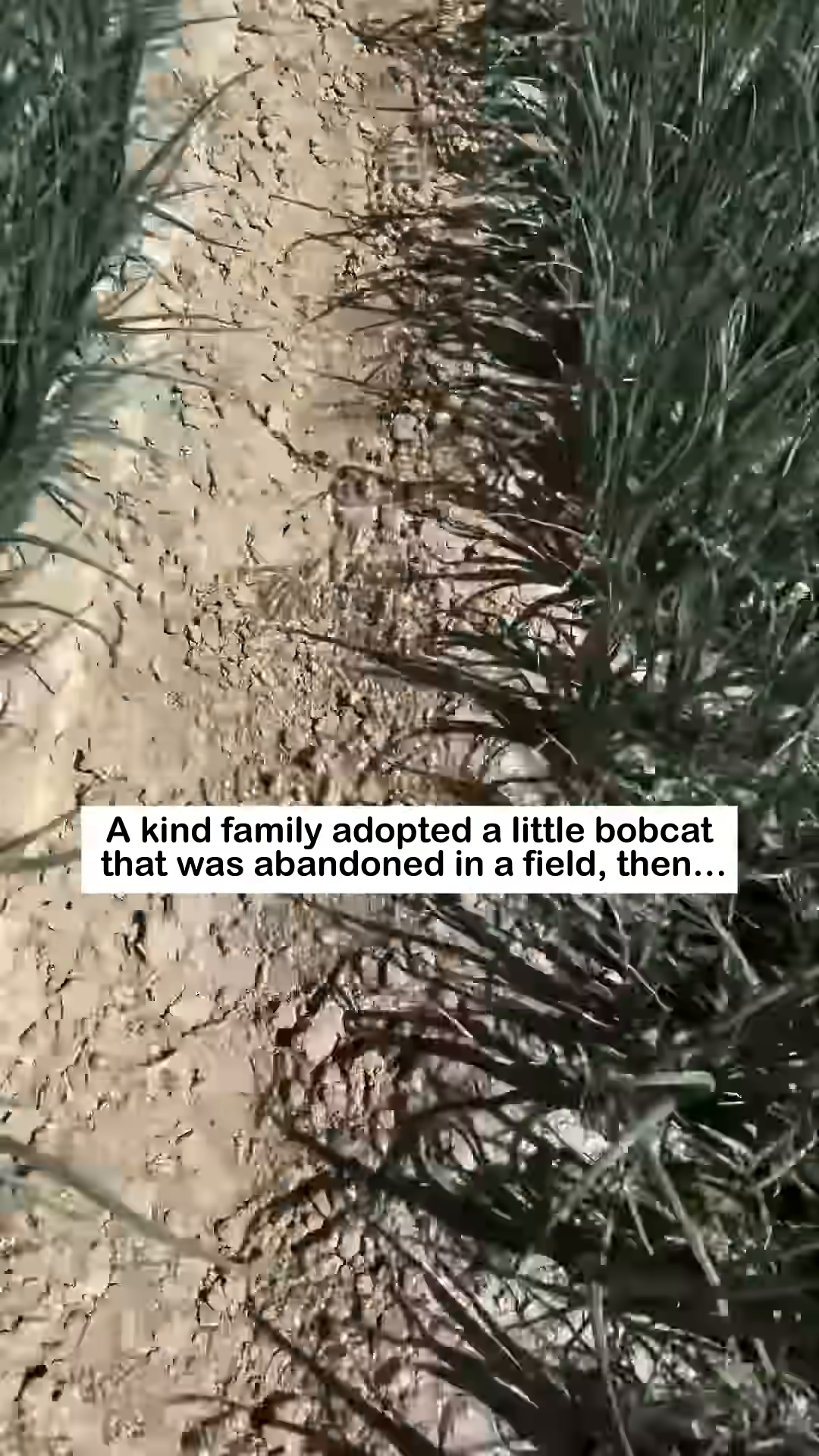 A small, spotted bobcat kitten is seen alone in a dirt path between rows of green plants in a field.