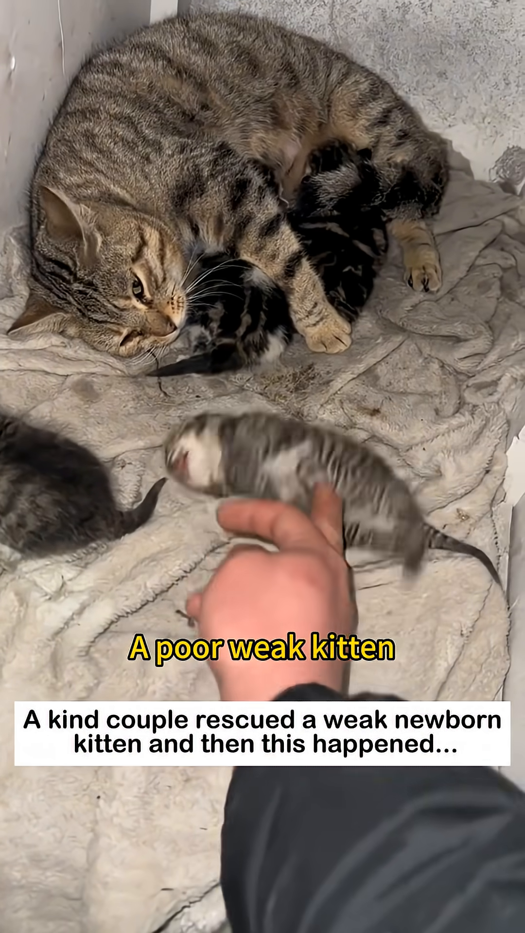 A weak newborn kitten lying on a blanket, with its mother and siblings nearby.