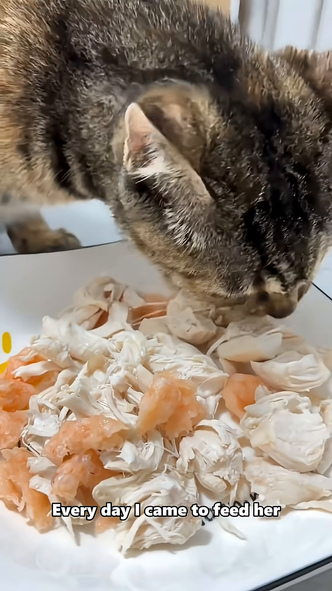A tabby cat cautiously eating from a bowl of food.