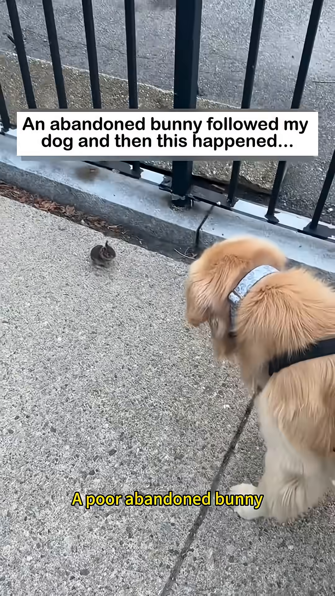 A small, frightened bunny is seen on the sidewalk, looking towards a golden retriever.