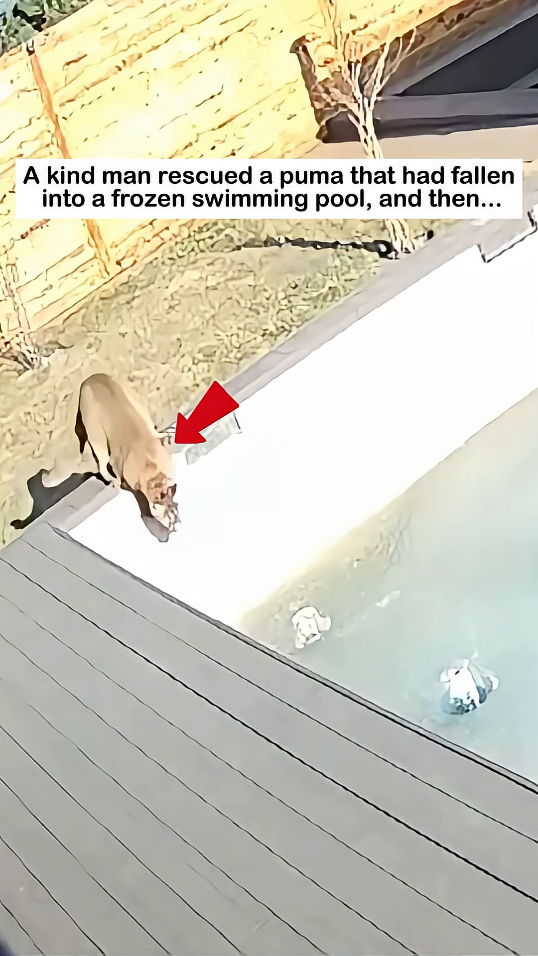 A puma struggling to stay afloat in a frozen swimming pool.