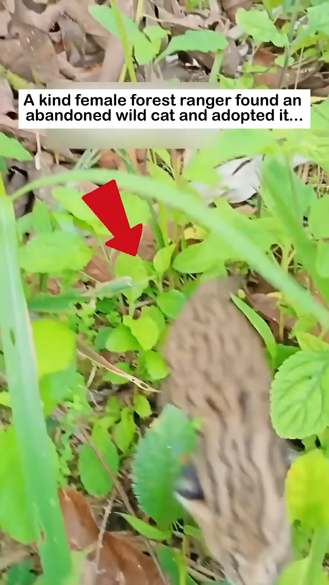 A tiny, spotted wild cat kitten is seen alone in the grass, looking vulnerable.