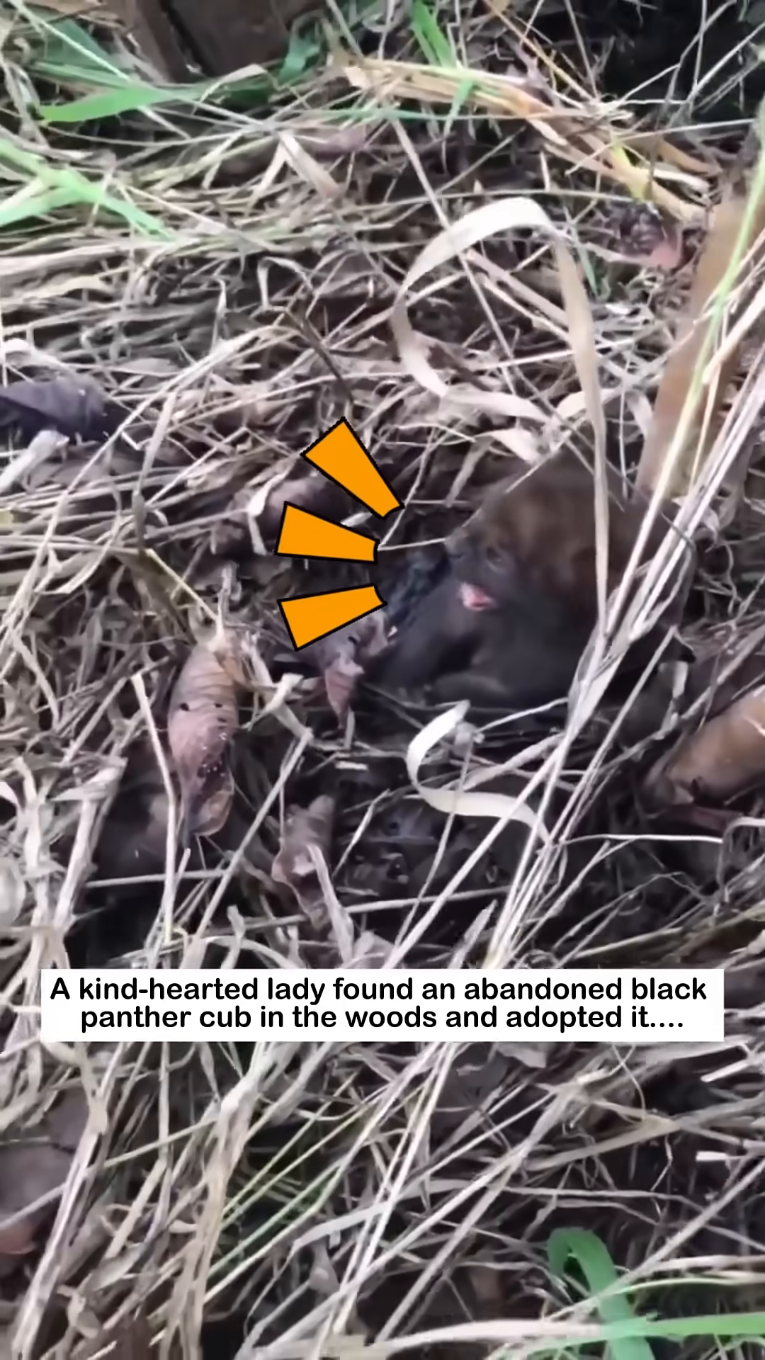 A tiny black panther cub is nestled amongst dry leaves and grass, looking vulnerable.