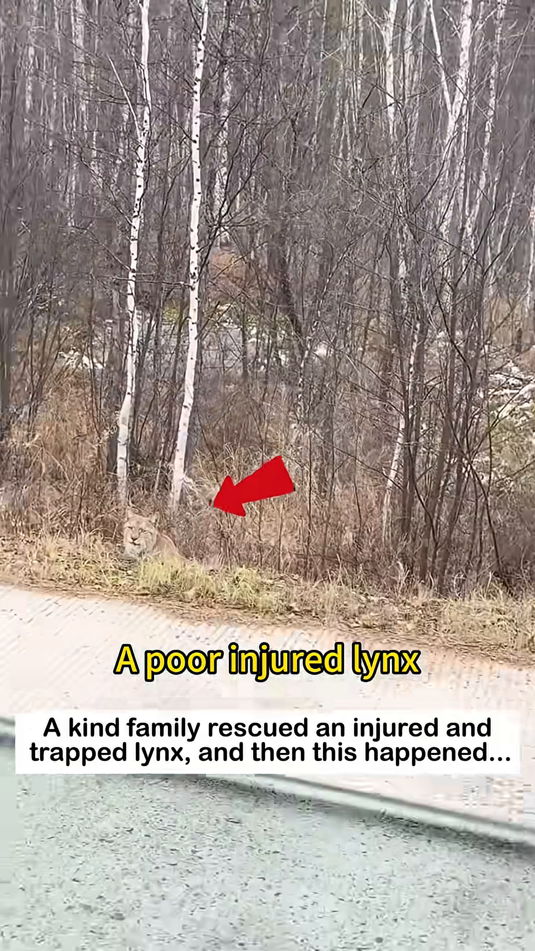 A lynx is seen lying on the ground, looking injured and distressed, with a red arrow pointing to it.