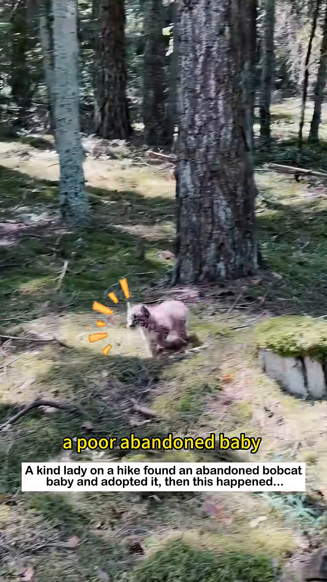 A small, spotted bobcat kitten is seen alone in the forest.