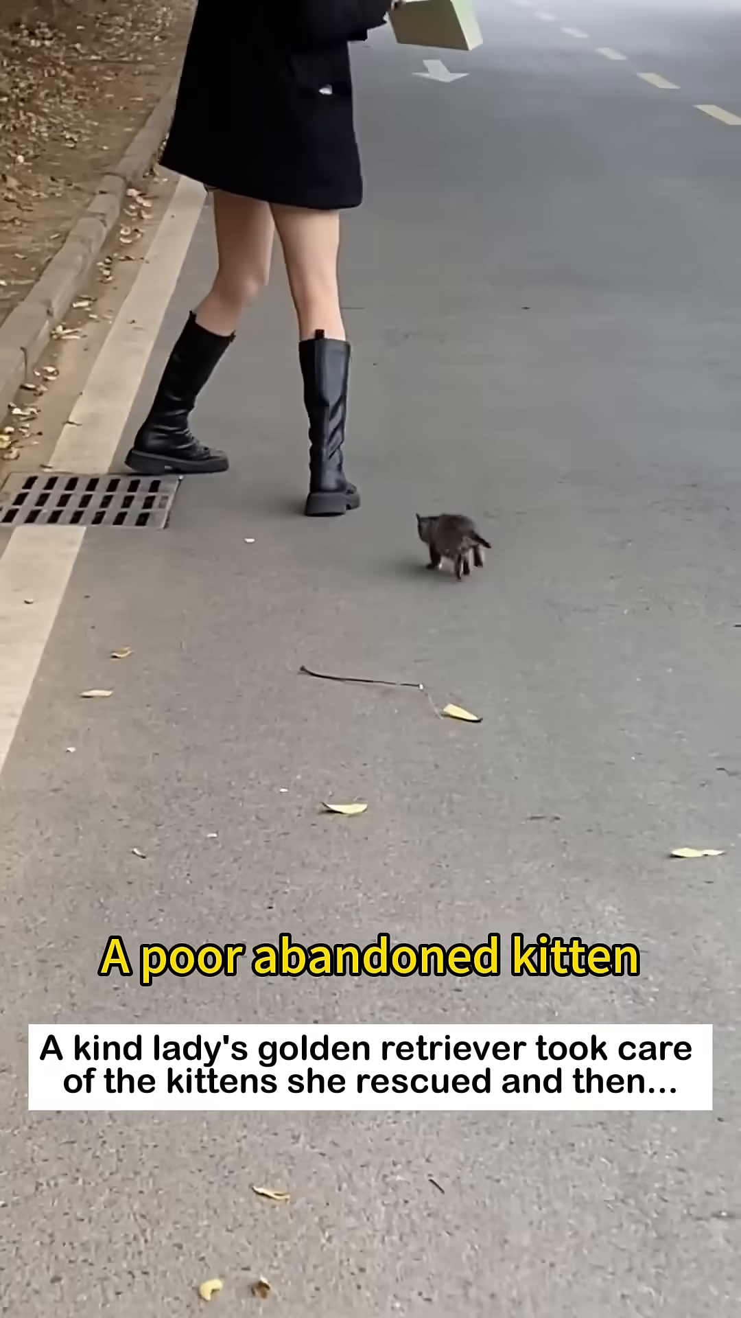 A small, grey tabby kitten walks alone on a paved path.