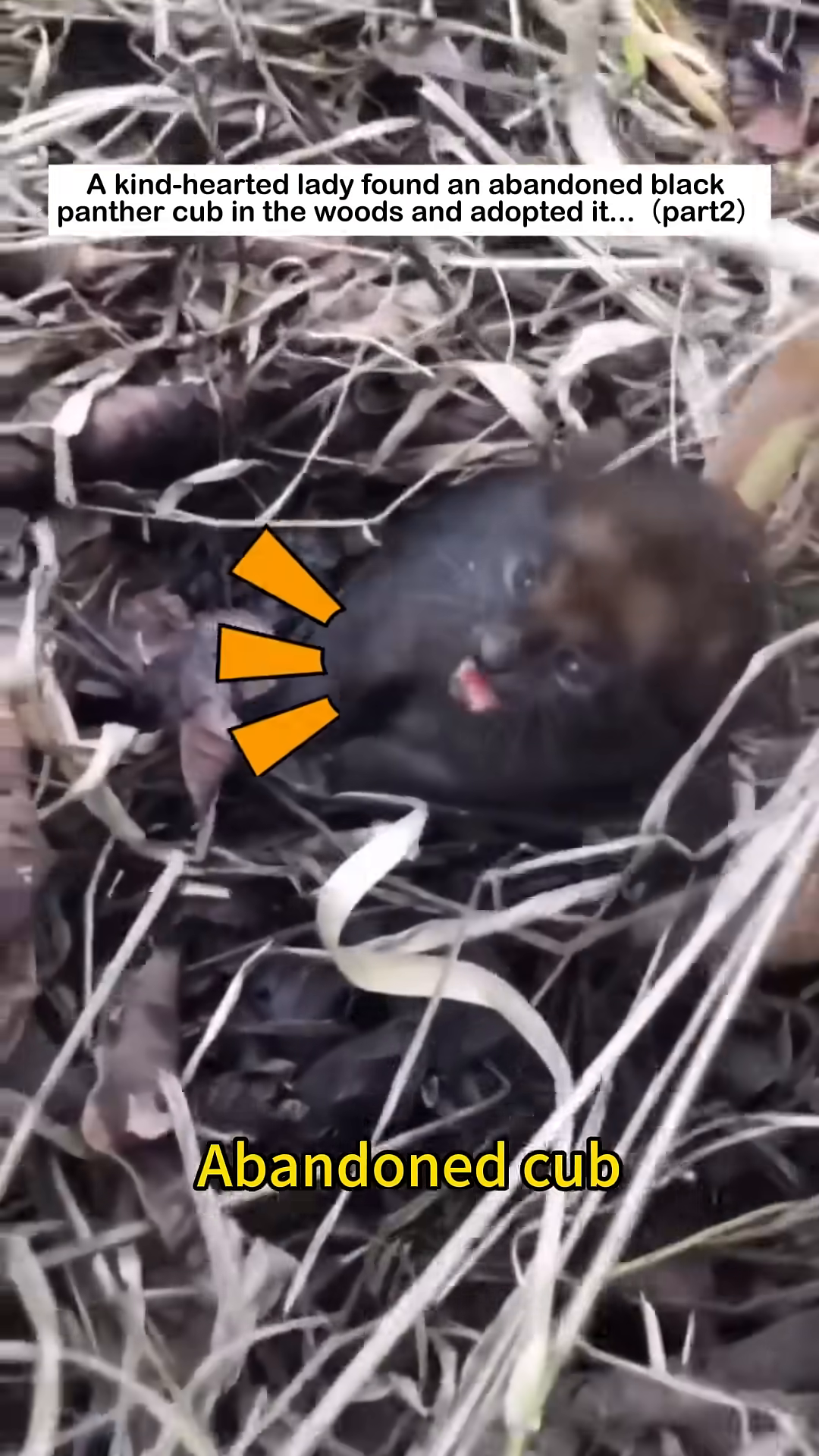 A tiny black panther cub is nestled in dry leaves, its mouth open in a cry.