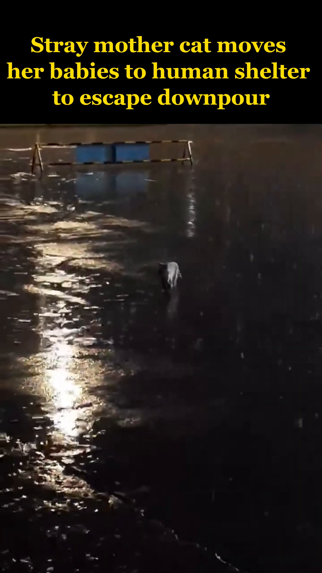 A stray mother cat is seen walking through heavy rain, looking determined.