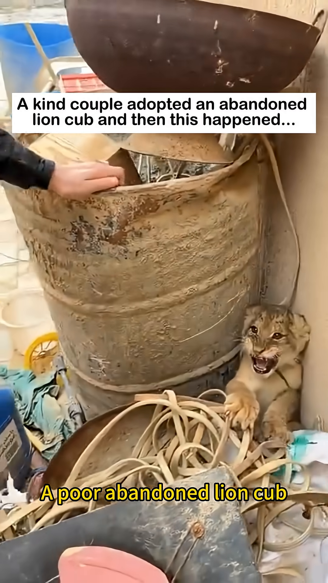 A small, scared lion cub huddled in a makeshift enclosure.