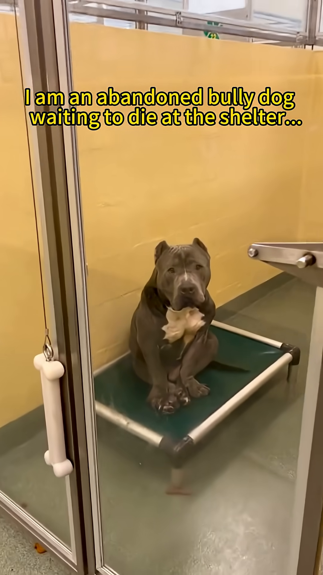 A sad-looking bully dog sits alone in a shelter kennel, looking forlorn.