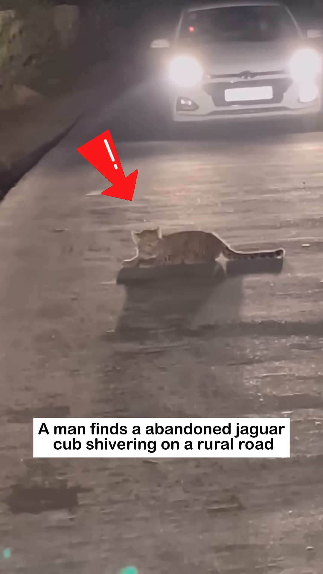 A jaguar cub is seen shivering on a rural road at night, illuminated by car headlights.