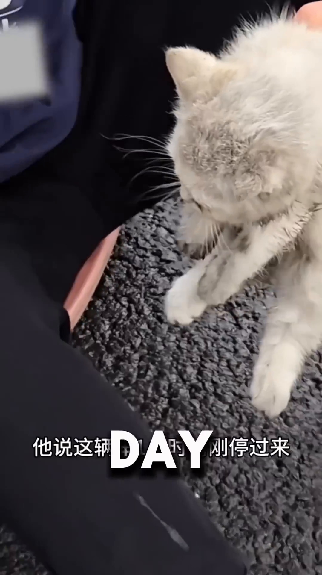 A small, dirty white kitten with grey markings is held by a person, looking distressed.