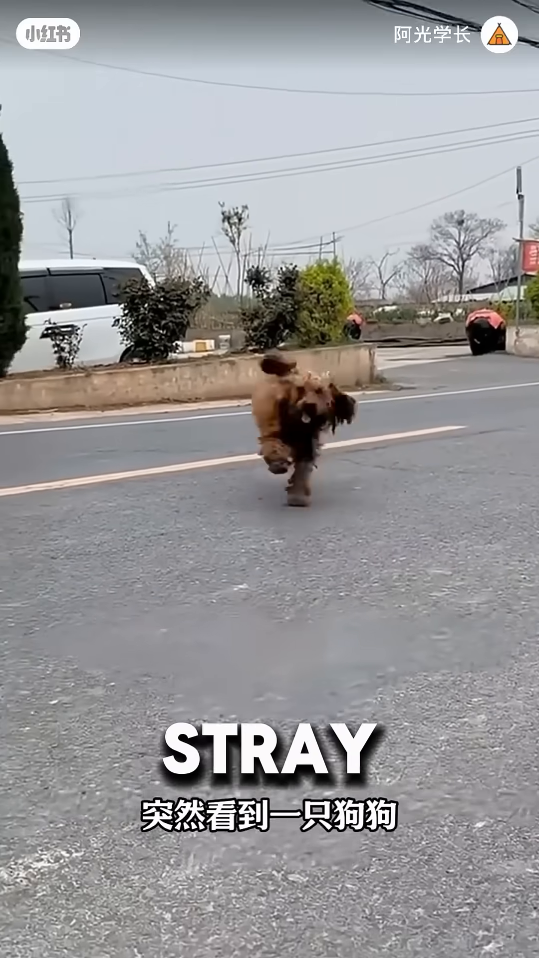 A scruffy brown dog runs towards the camera on a road.