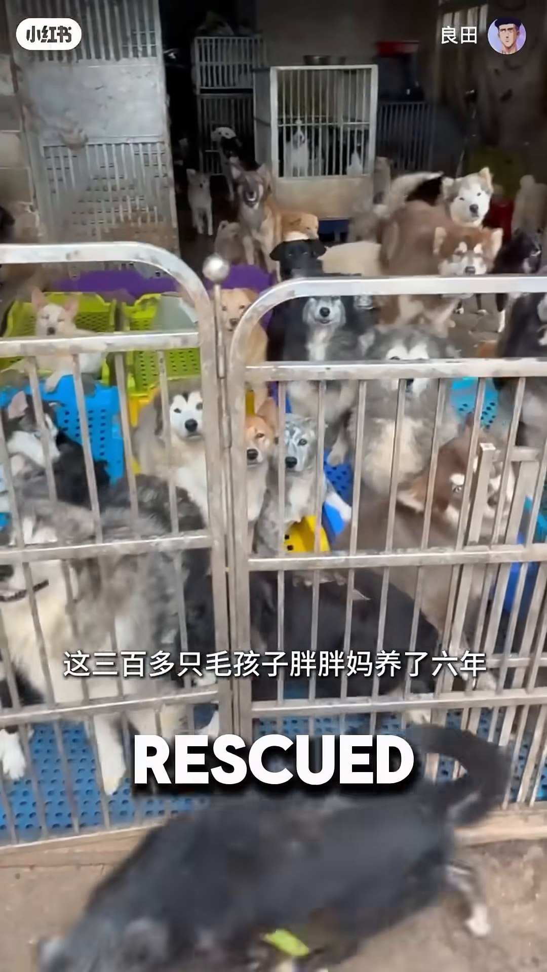 A woman looking at a large group of dogs in enclosures.