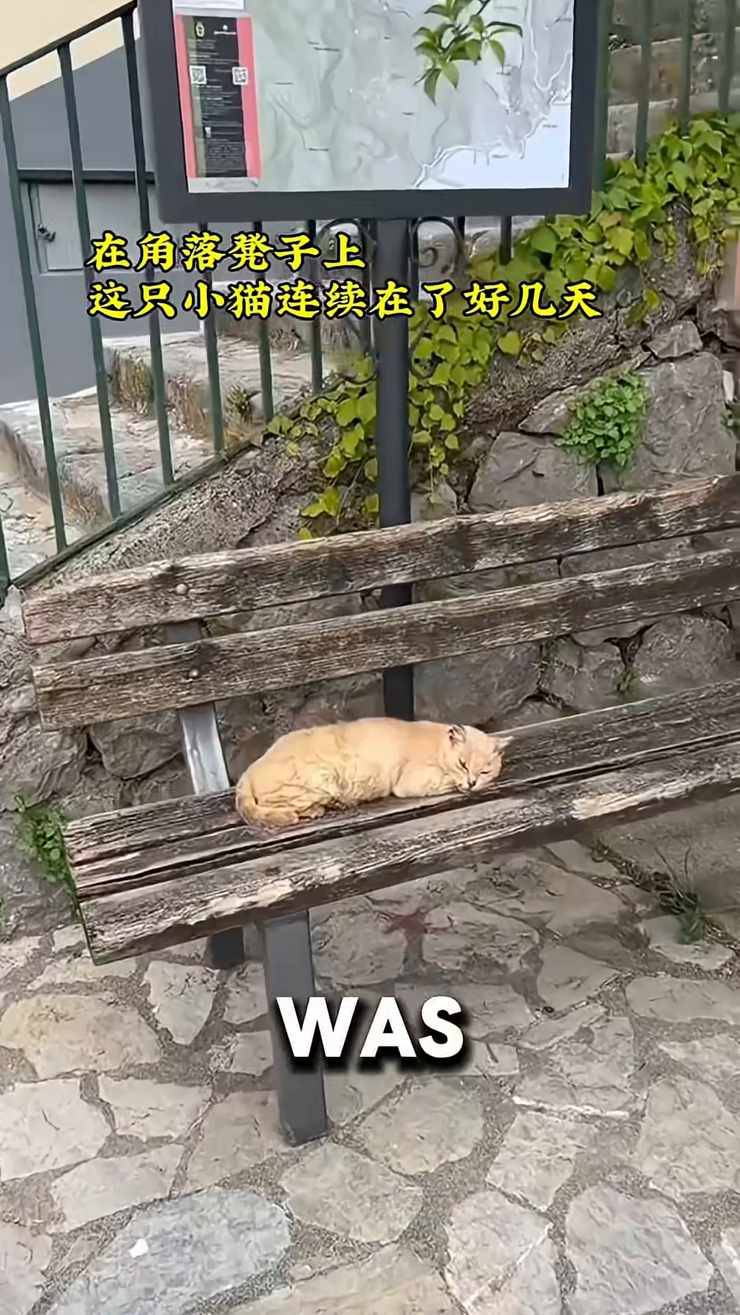 A ginger stray cat lies curled up on a weathered wooden bench.