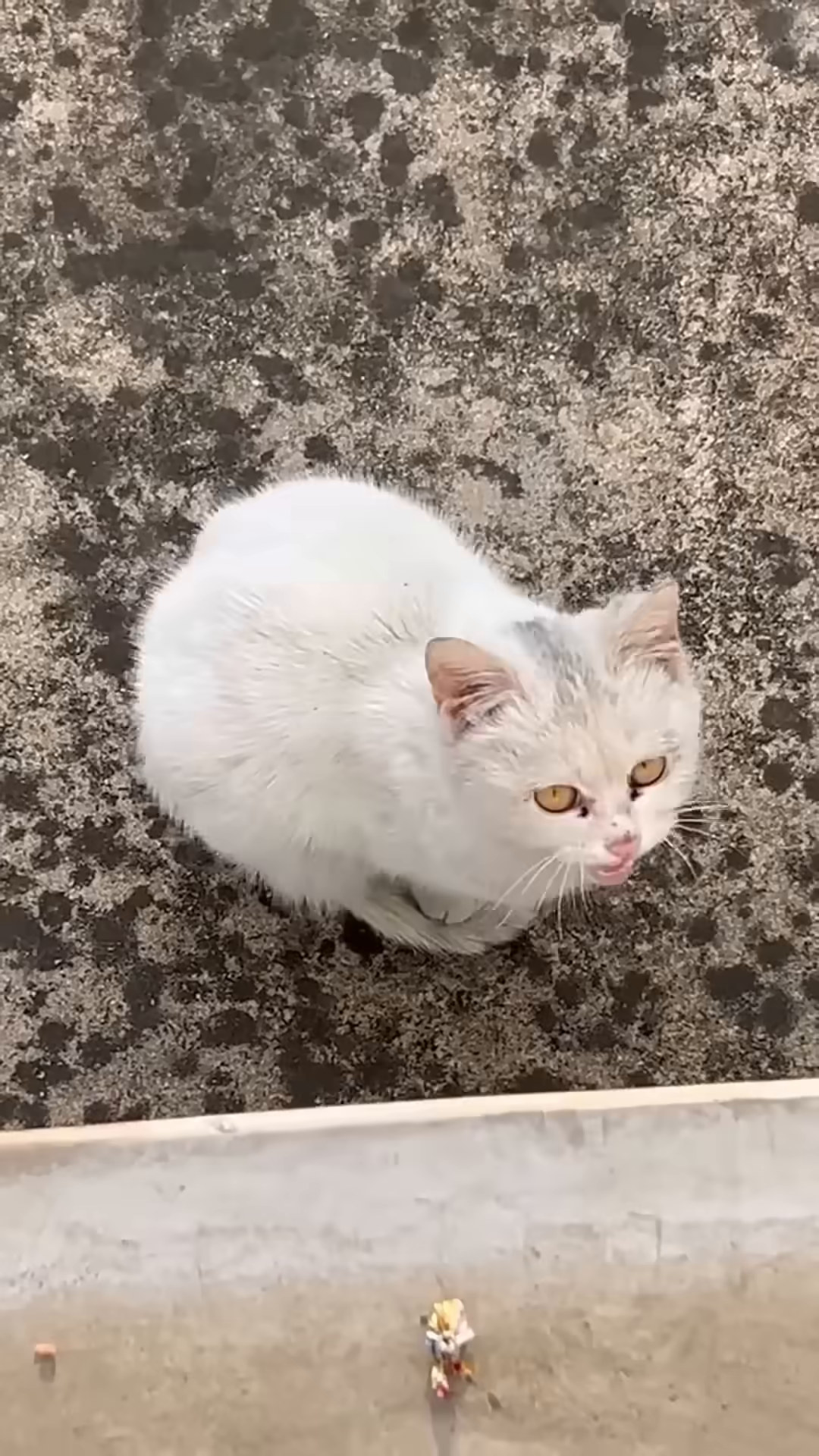 A small, white kitten with yellow eyes sits on a textured surface, looking up expectantly.