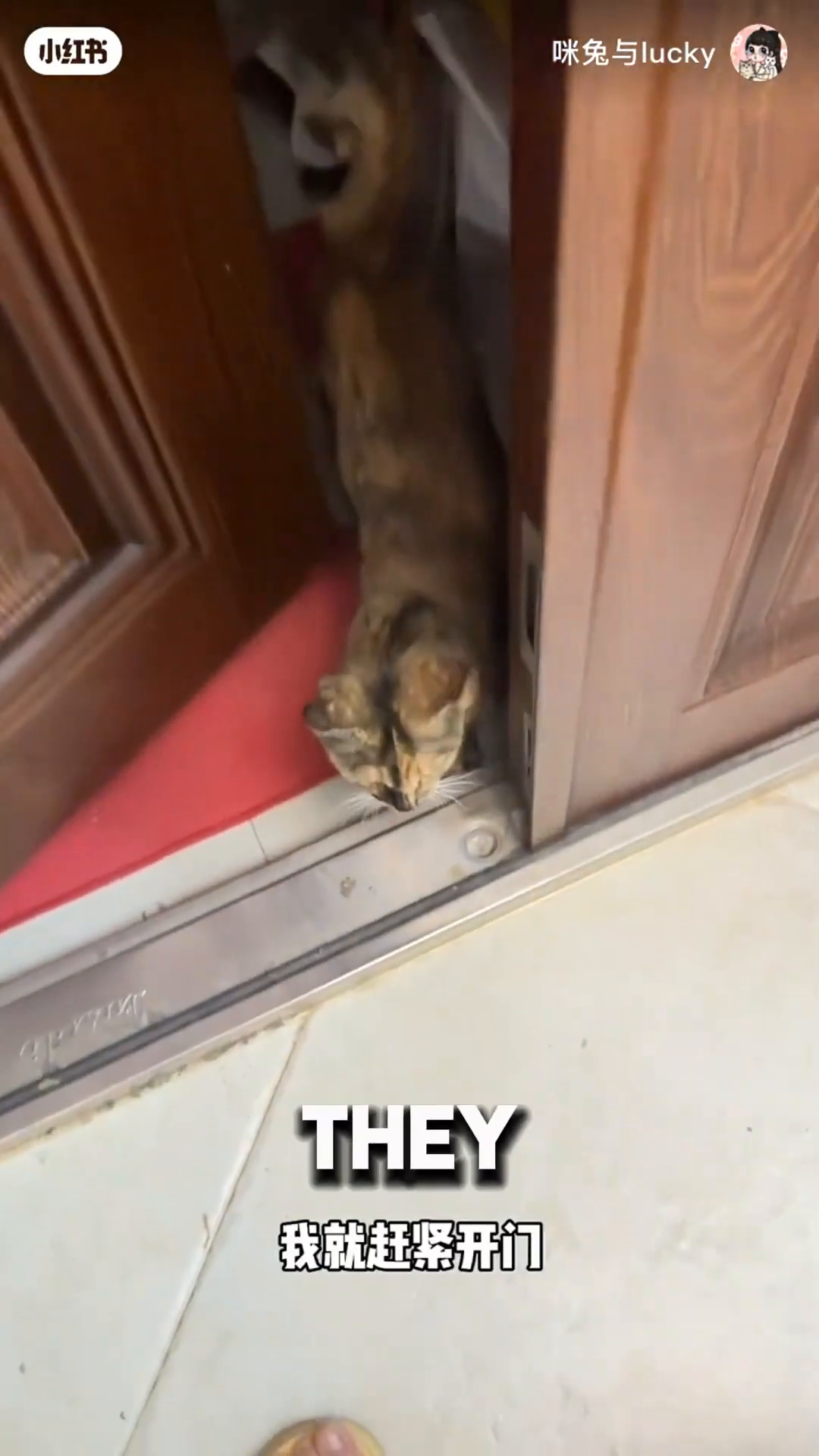 A mother cat and her kitten peek through an open door.