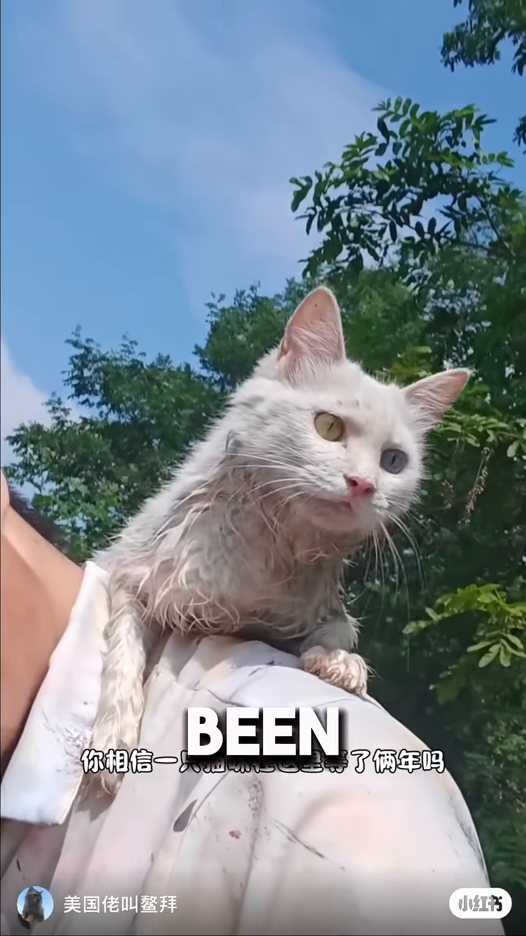 A white cat with heterochromia sits on a person's shoulder, looking into the distance.