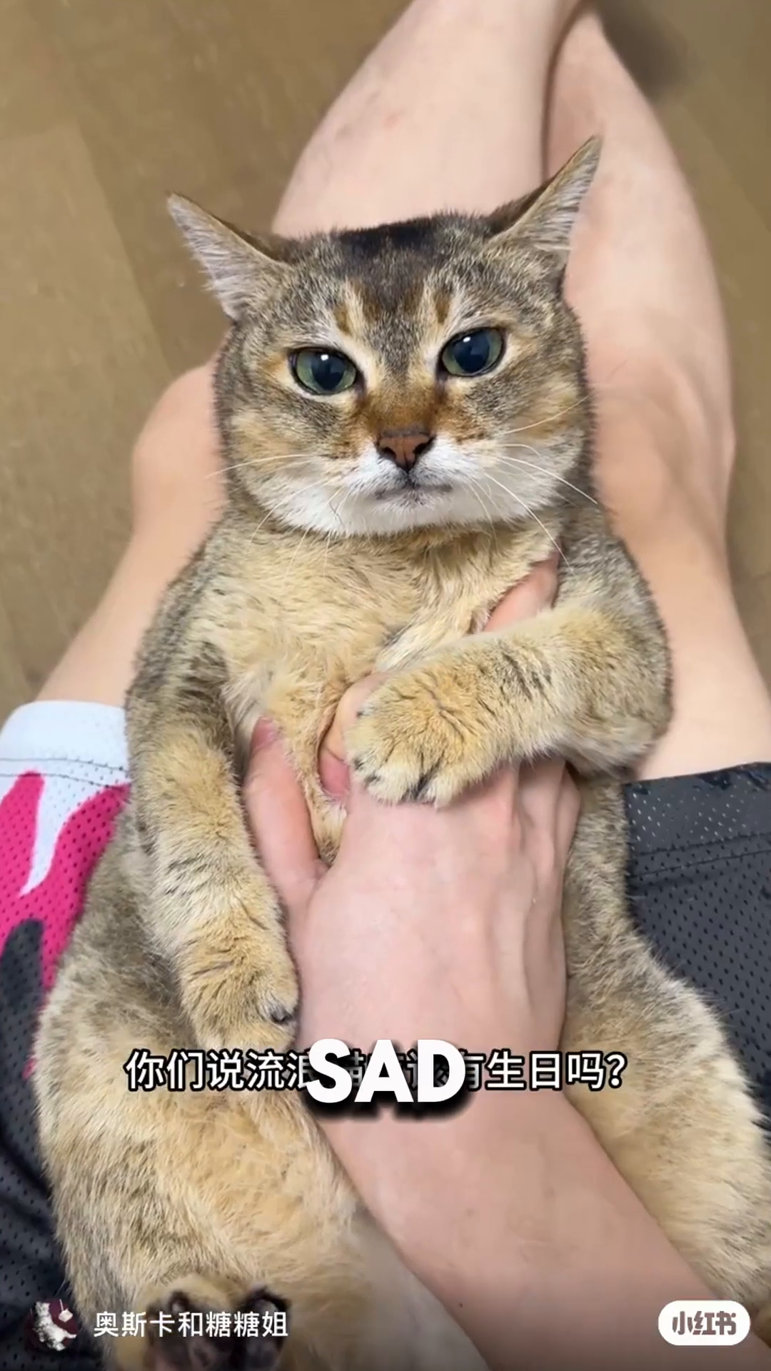 A cat sits with a sad expression, looking directly at the camera.