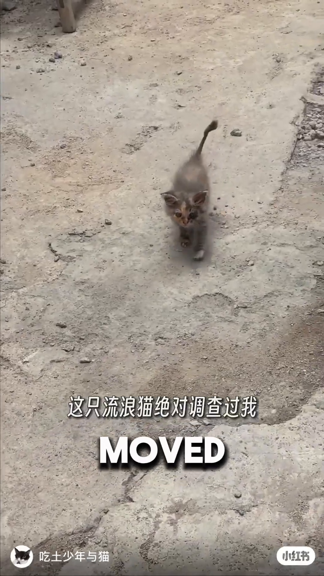 A small, sickly kitten stands on the ground, looking towards the camera.