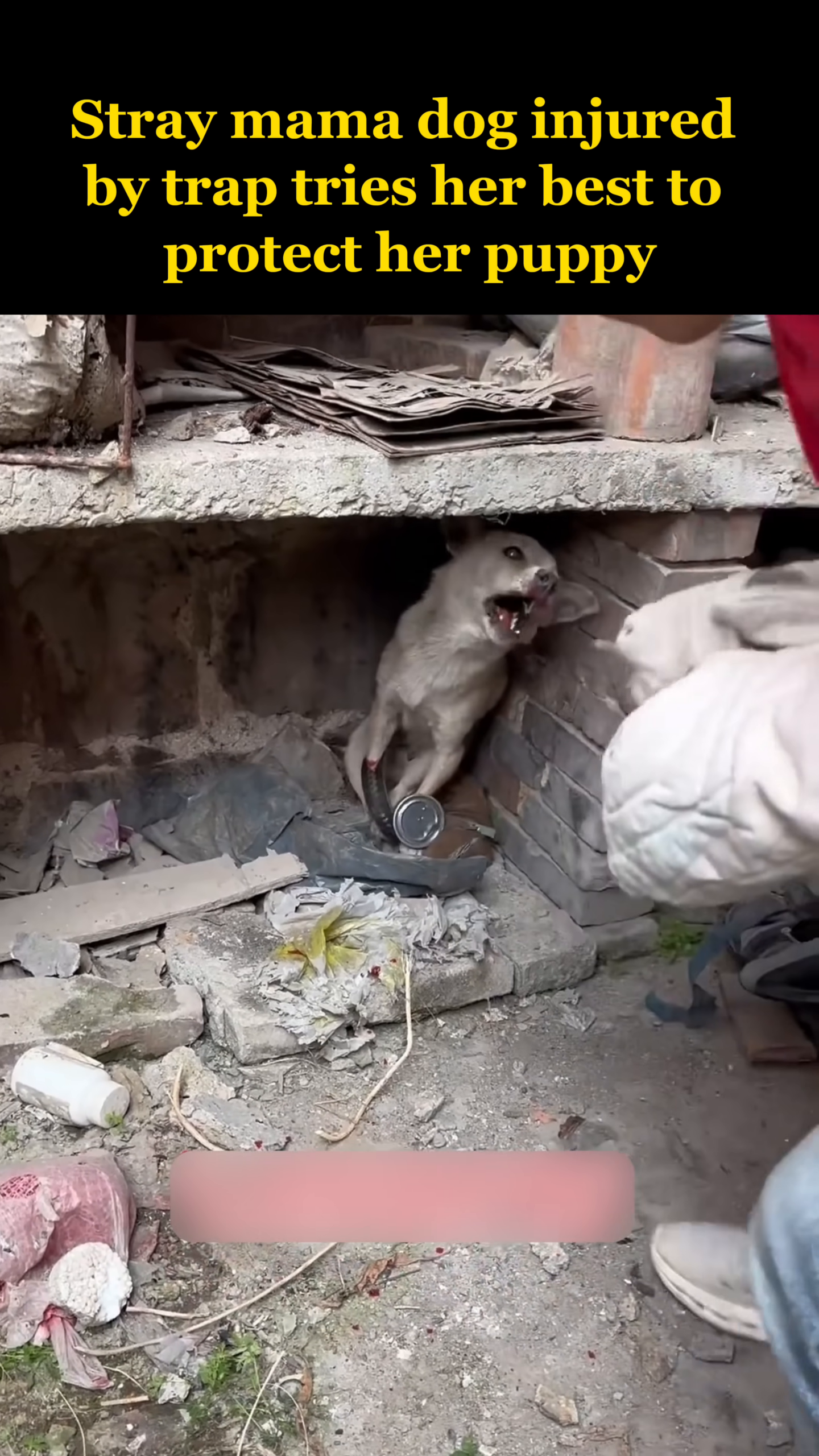 A stray mama dog, with a visible injury on her leg, growls protectively while shielding her puppy.