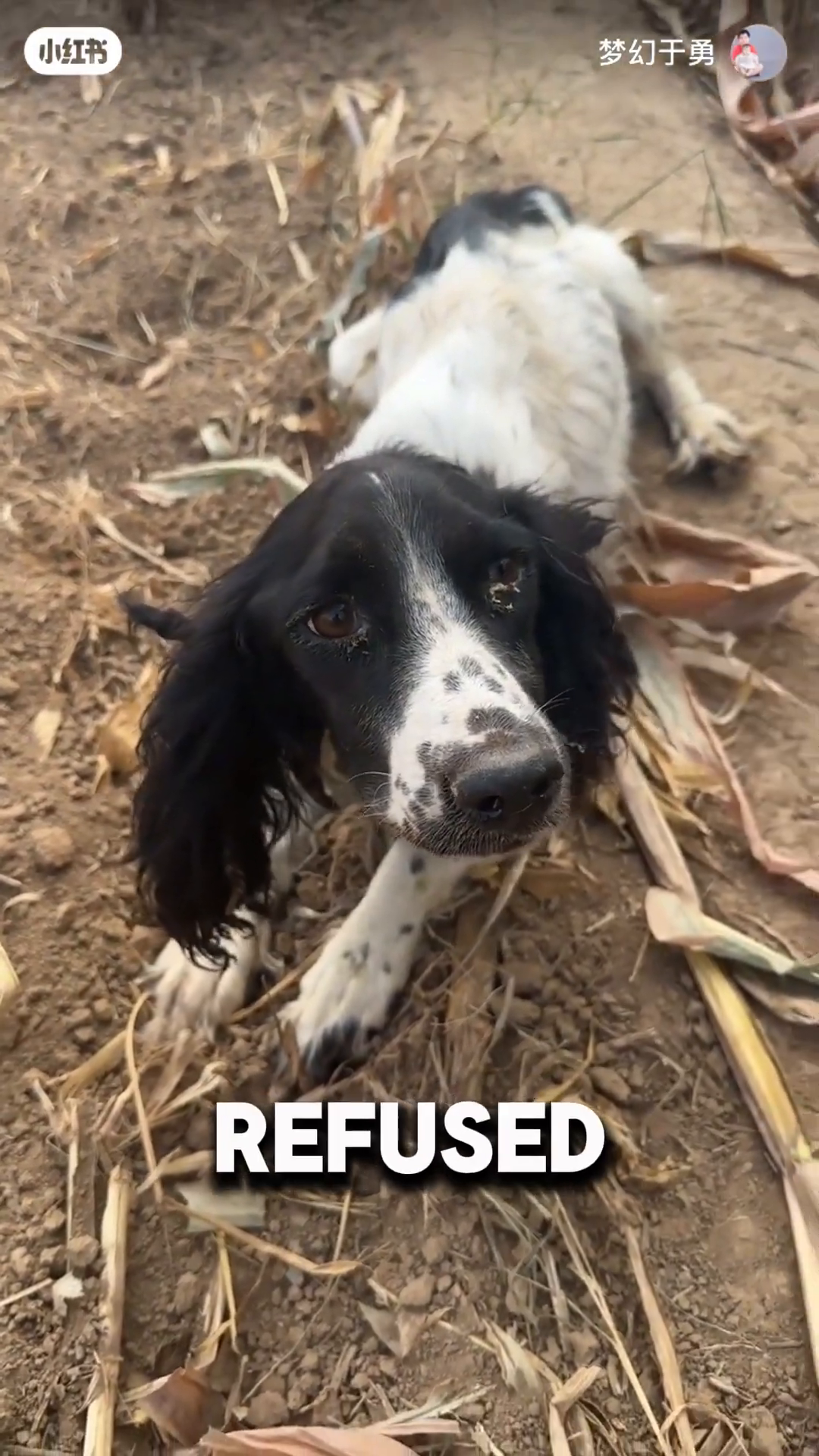 A black and white dog lies on the ground, looking towards the camera.