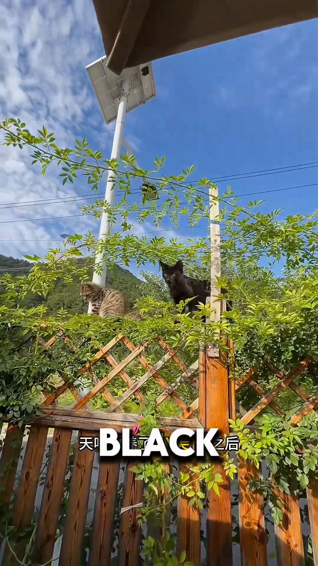 A black cat sits perched on a fence, looking into the distance.