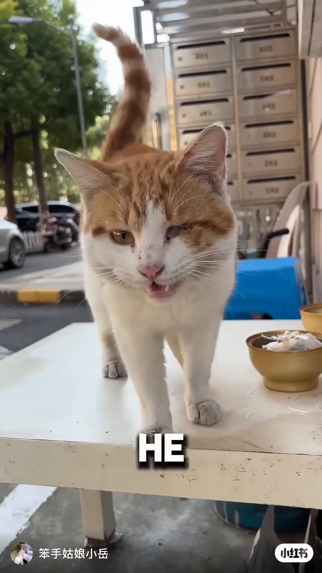 A ginger and white stray cat, Mr. Toast, cautiously eats from a bowl.