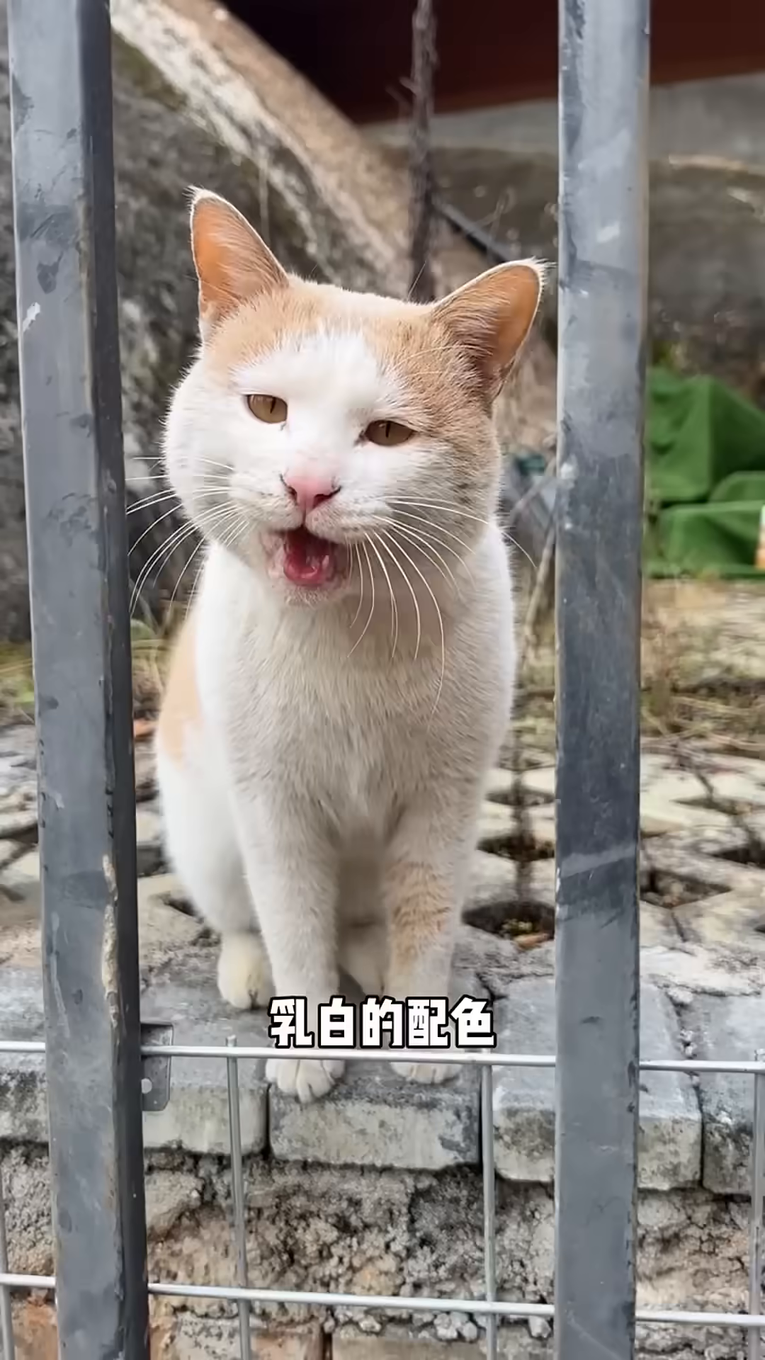 A ginger and white cat with its mouth open, sitting behind a metal fence.