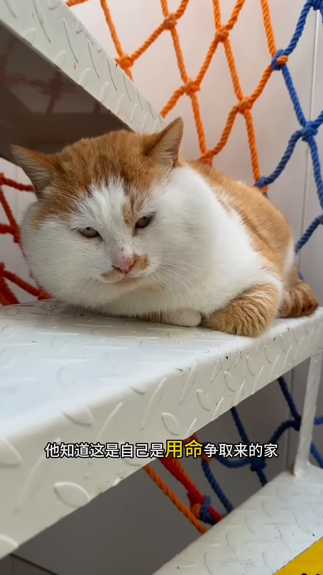 An orange and white cat with puffy cheeks sits on a metal staircase, looking weary.