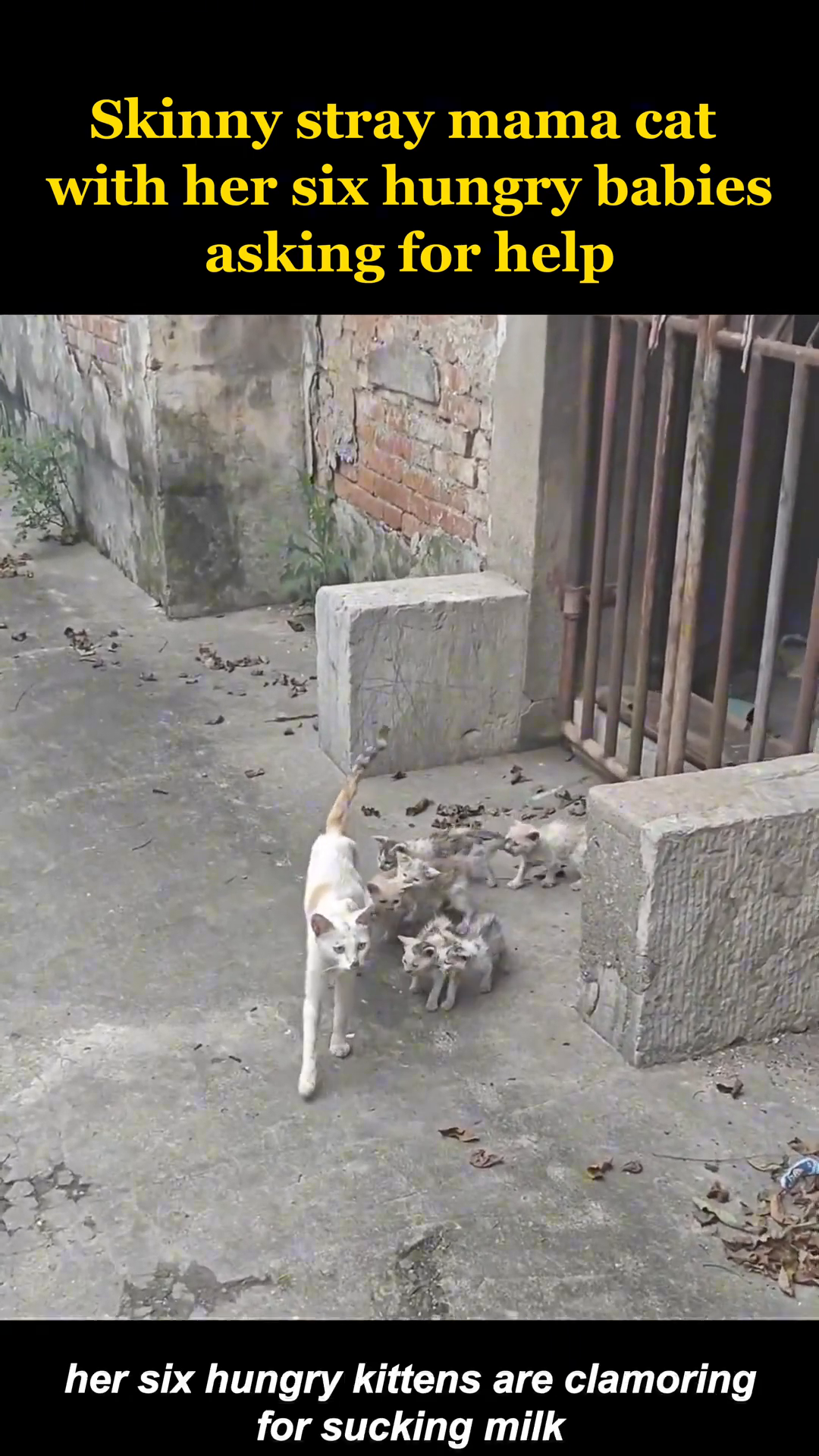 A skinny white stray mother cat stands protectively over her six small, hungry kittens in a desolate alleyway.