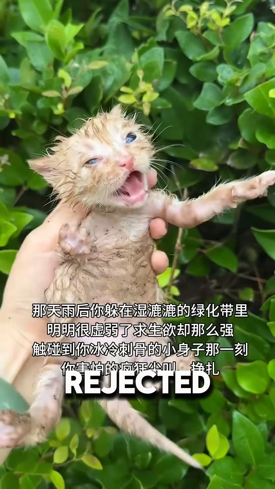 A tiny, wet, and shivering orange kitten is held in a hand, looking weak and scared.