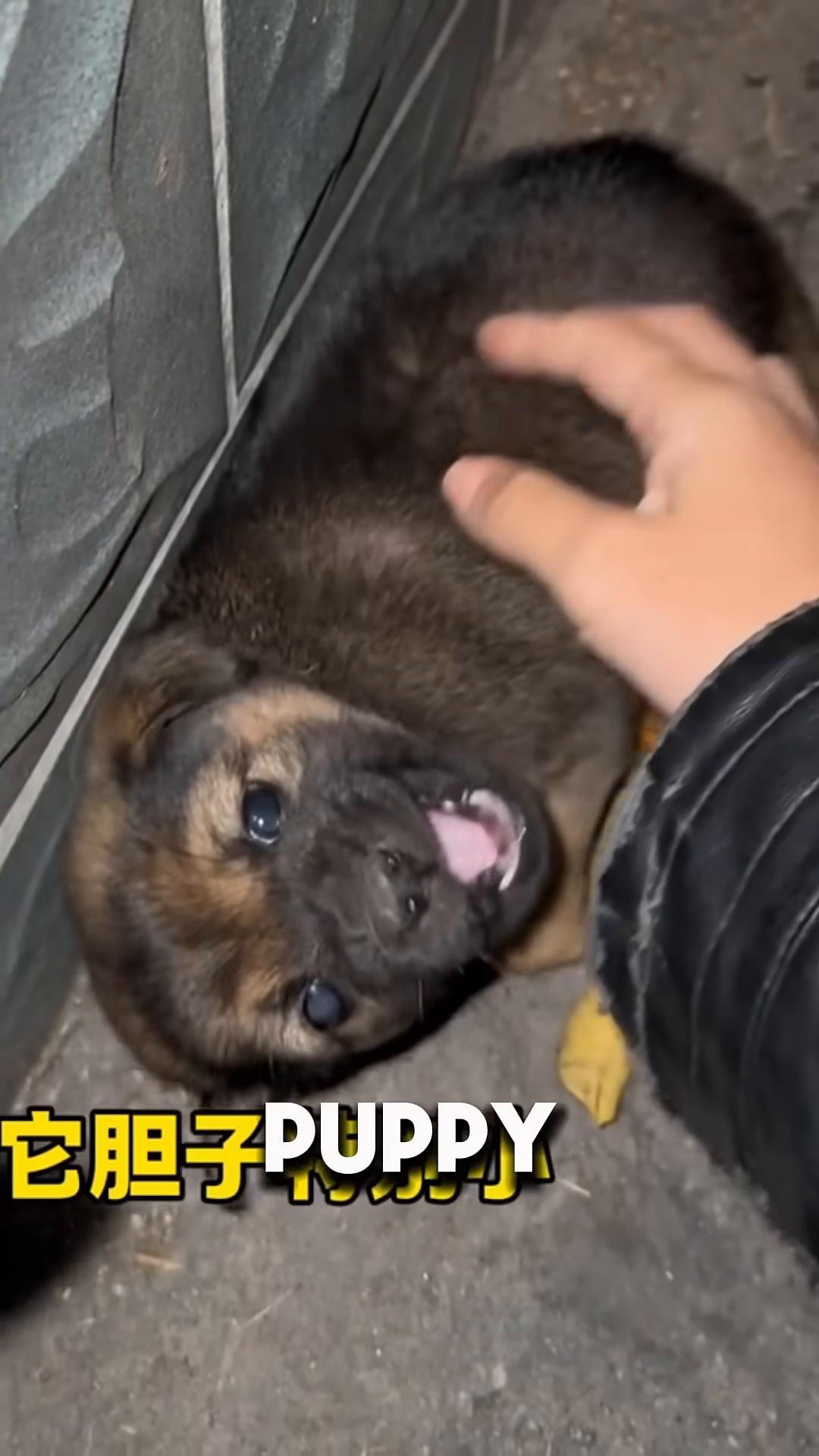 A tiny, scared puppy huddled against a wall, eyes wide with fear.