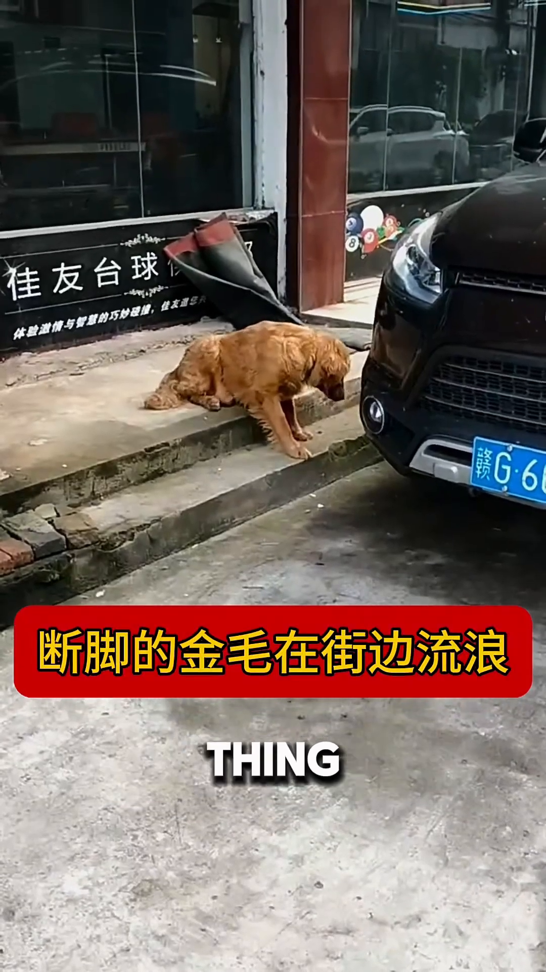 A golden retriever lies on the ground, shivering and looking distressed.